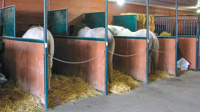 Standing Tie Stalls